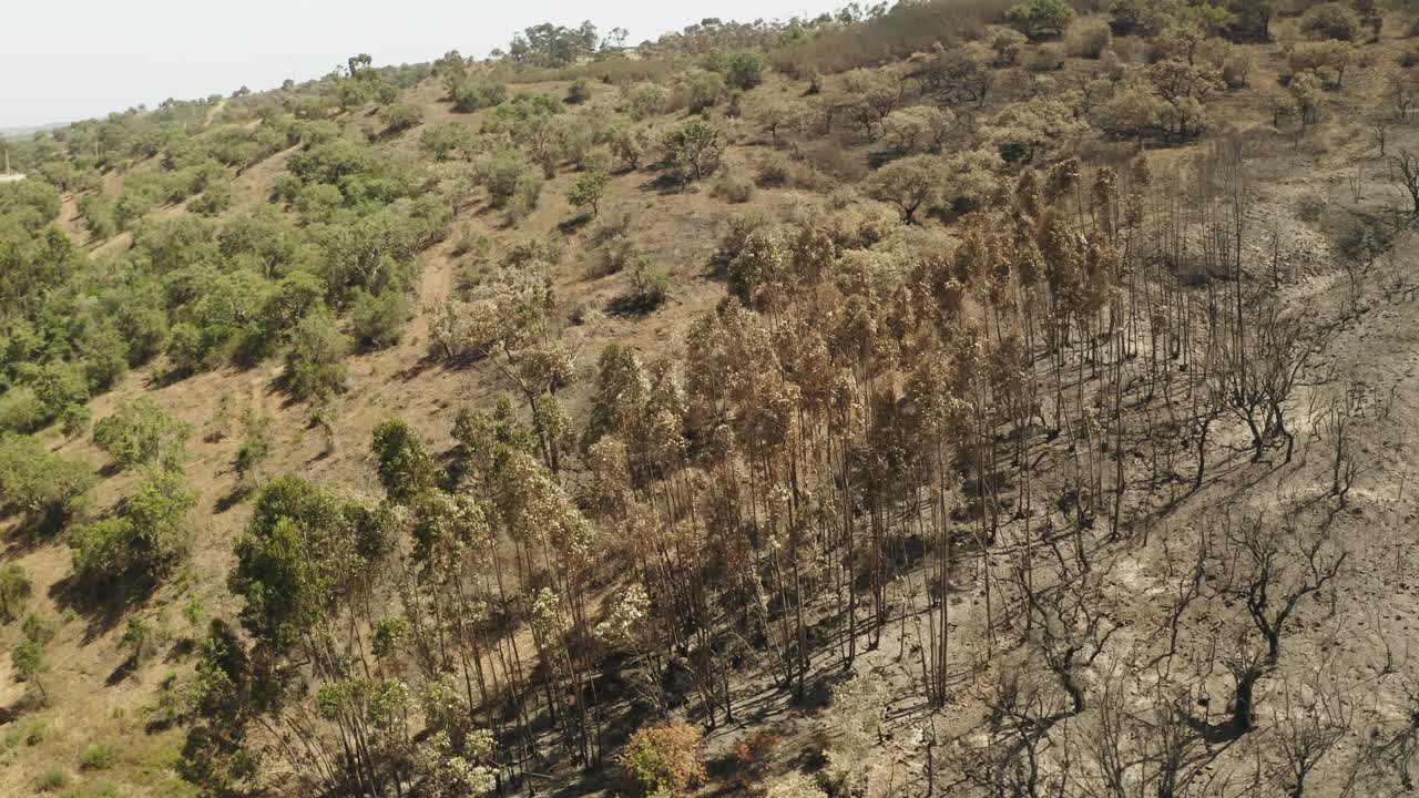 colinas forestales con árboles parcialmente afectados por incendios forestales en portugal