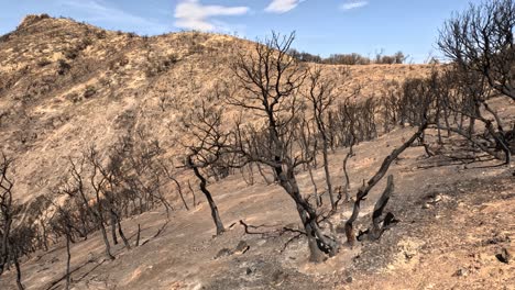 Die-Tiefgreifenden-Auswirkungen-Eines-Waldbrandes-Und-Die-Widerstandsfähigkeit-Der-Natur