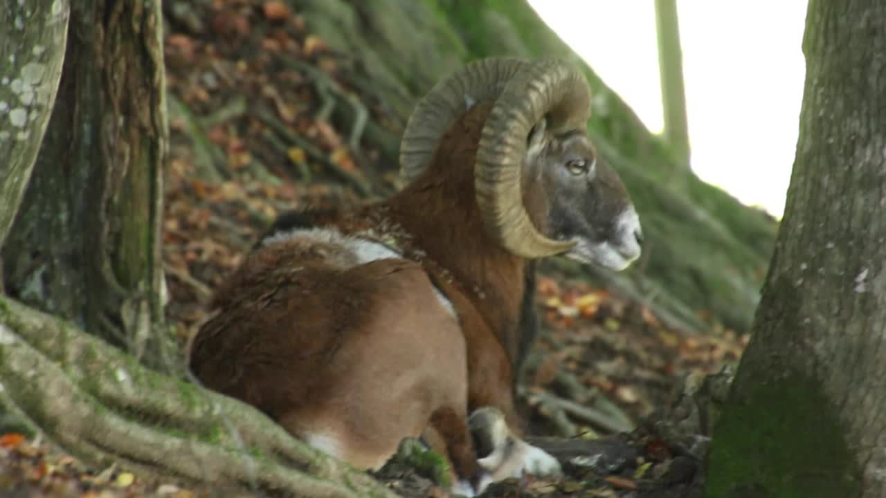 comportamiento animal en el bosque