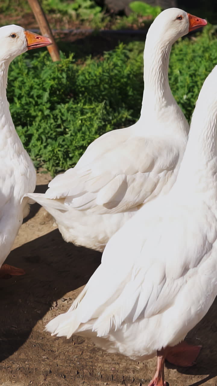 gansos blancos en una granja