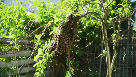 fotografía cercana de un gran enjambre de abejas en un árbol