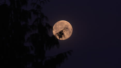 bright round moon in the dark sky with silhouette of tree leaves in vancouver, canada at night - medium shot