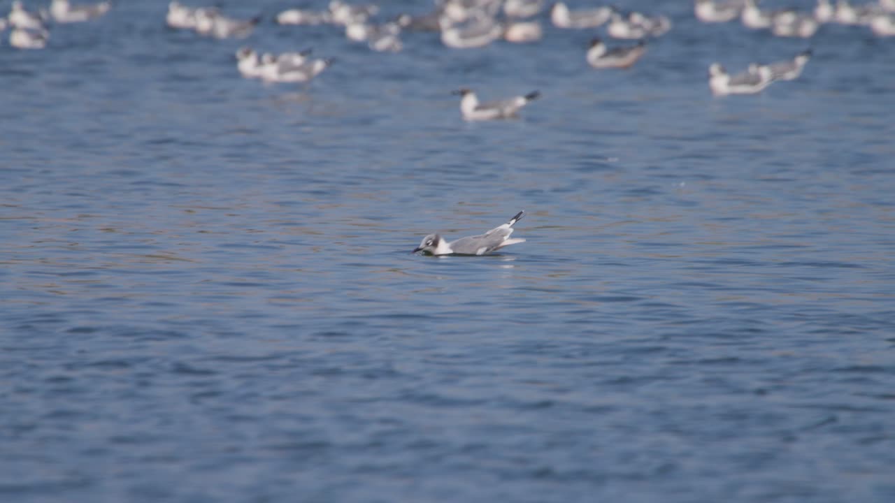Profile of a Franklin's Gull dipping and shaking its head in water with a blurred flock in the background at Pantanos de Villa in Lima, Peru