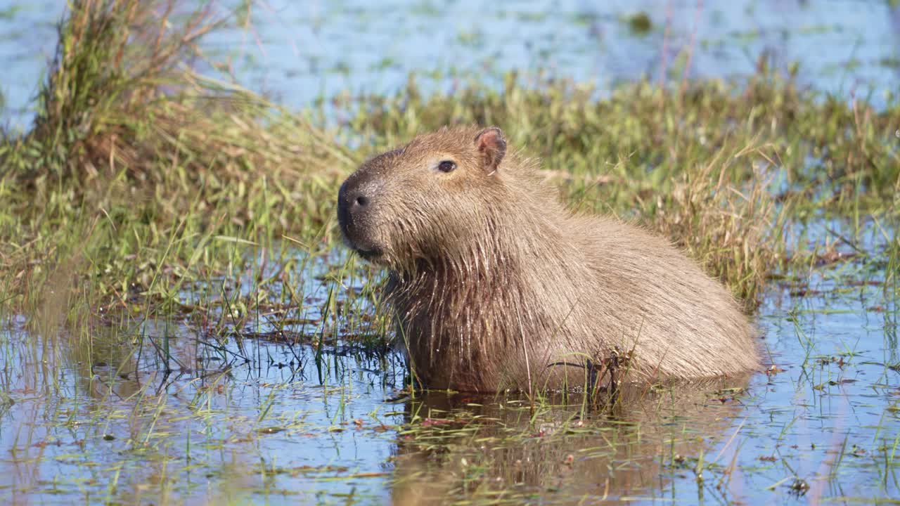 Kapybara halvt nedsenket i gjørmete vann, ansikt og nese synlig over den krusende overflaten, tygger med refleksjon i vannet.