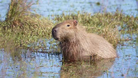 capybara half submerged in muddy water, face and nose visible above rippling surface, chewing with reflection in water