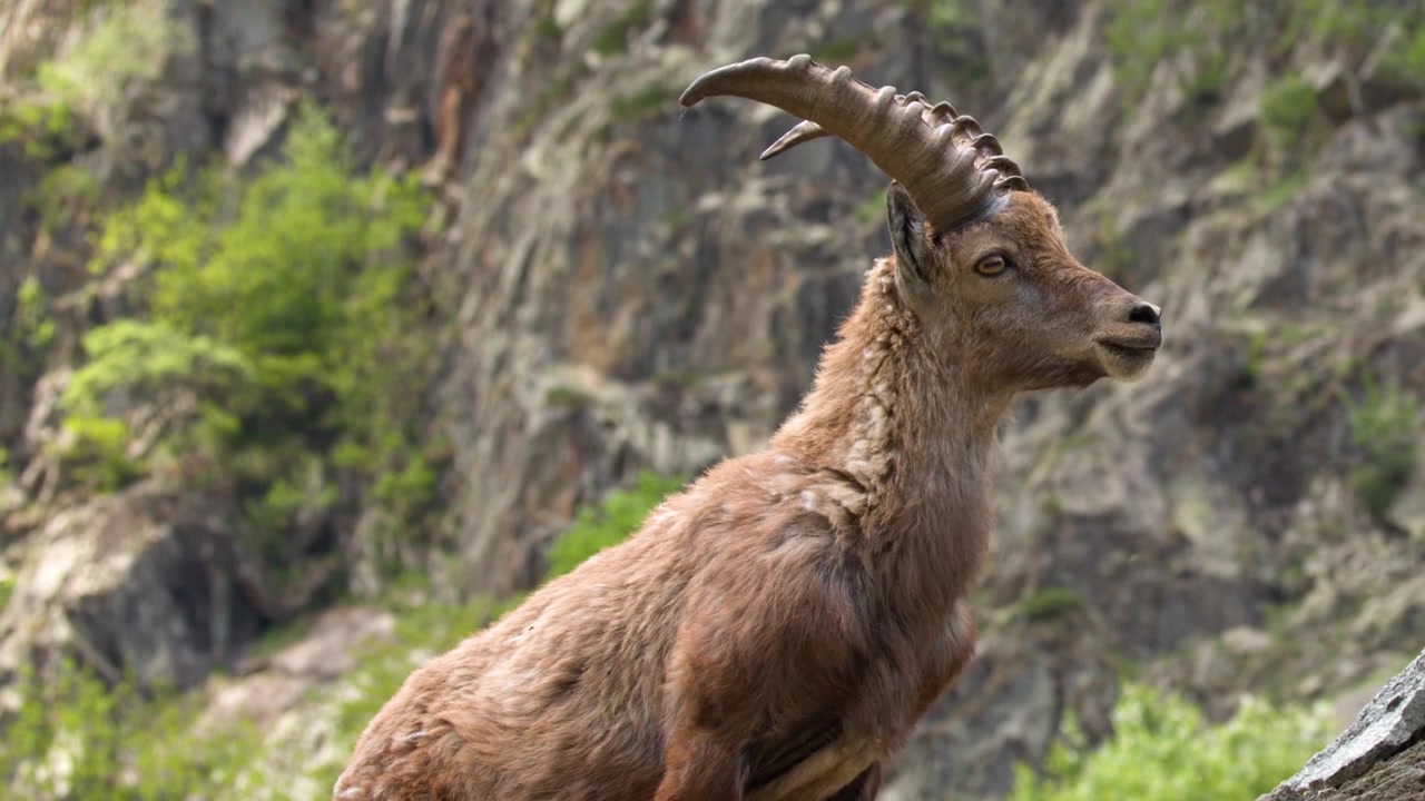 Vista de perfil de um íbex-alpino parado contra um cenário de montanha rochosa na Itália