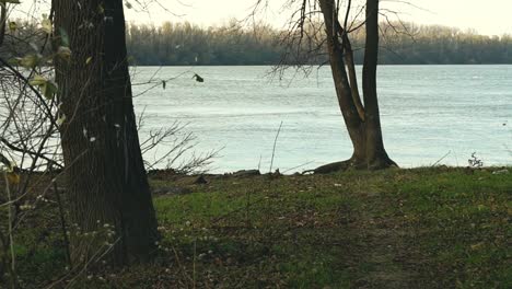 cinematic slow motion footage revealing danube river from the forest