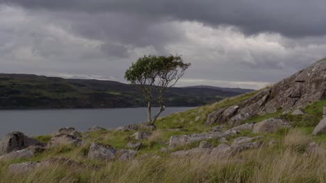 a lonely rowan tree standing alone on a coastal hillside