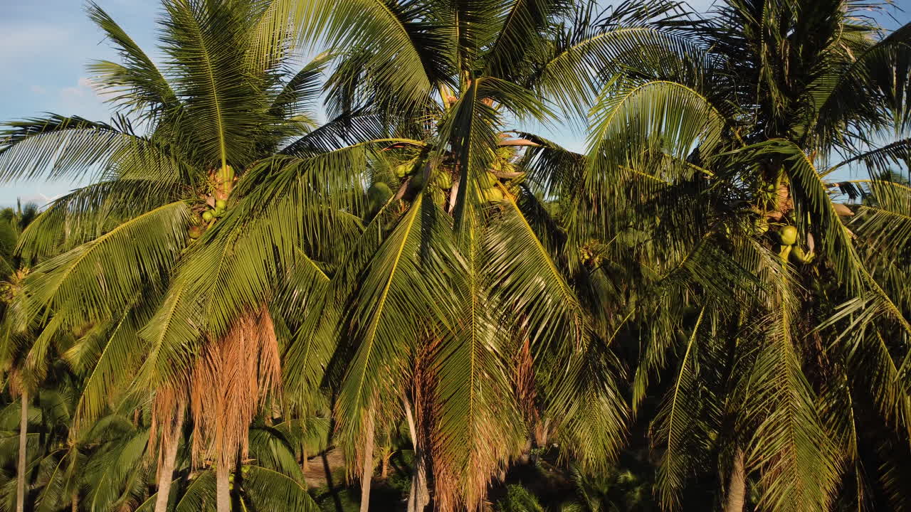 hermosa escena con cocos en palmera