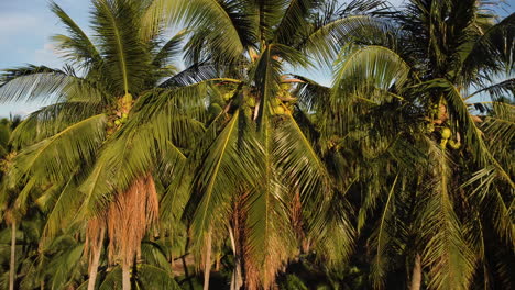 hermosa escena con cocos en palmera