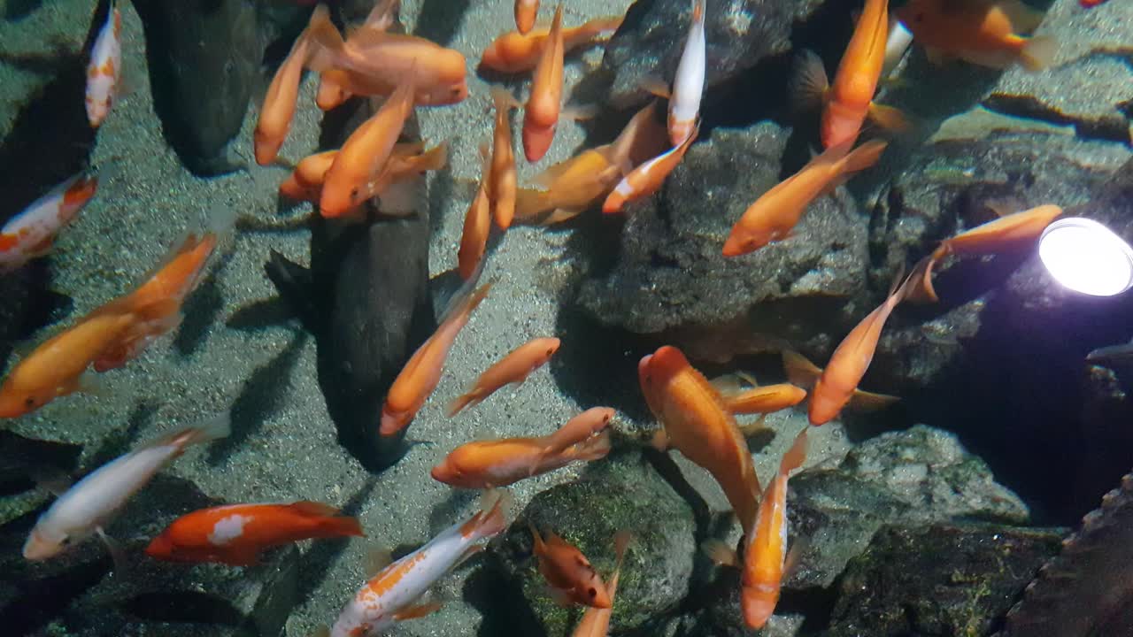 Oscar fish swimming above red devil cichlid fishes