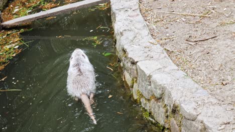 nutria rodent swimming in the pond of zoo