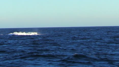 Humpback-whale-breaching-in-the-middle-distance-with-bird-flying-past