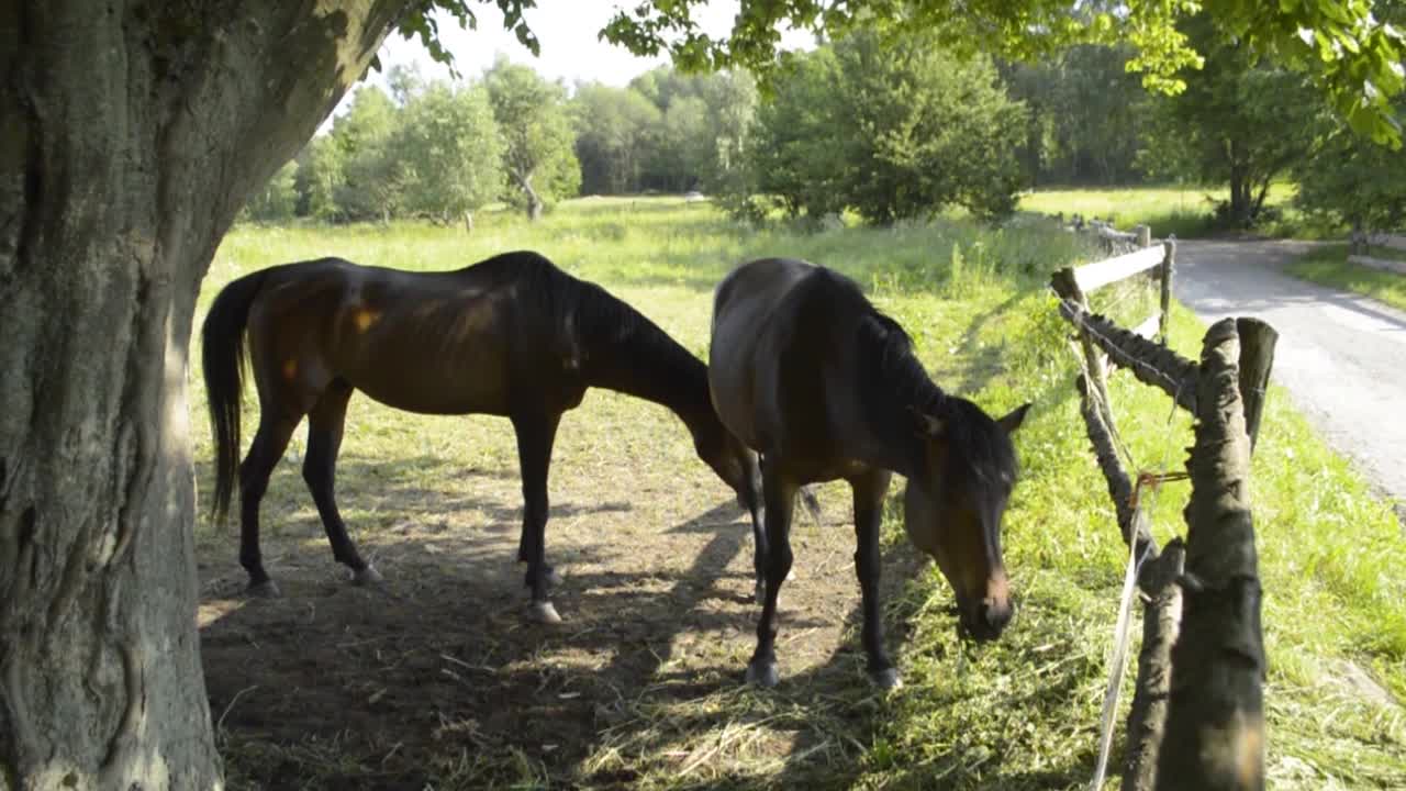 dos caballos marrones comiendo hierba detrás de la cerca de madera al lado de un viejo camino polvoriento, slomo