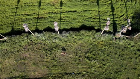 Aerial-Overhead-view-of-storks-in-nests,-a-natural-tapestry-in-Aveiro's-fields,-Portugal