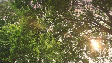 bosque escénico - árboles de la naturaleza con el sol brillando