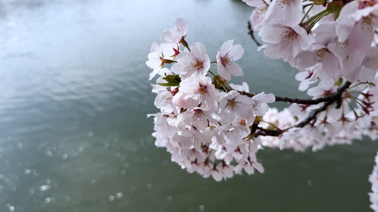 Fiori di ciliegio in piena fioritura vicino a un fiume nel Parco Sakura, Aomori, Giappone, tranquilla primavera