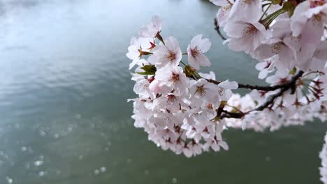 cherry blossoms in full bloom by a river in sakura park, aomori, japan, peaceful spring