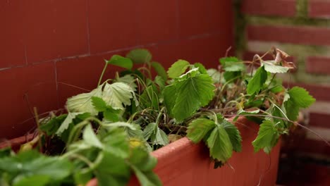 Jardinera-Anónima-Regando-Plantas-En-Casa