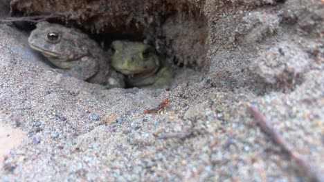 Shot-starts-focused-on-two-toads-in-a-burrow-with-out-of-focus-mayfly-in-front