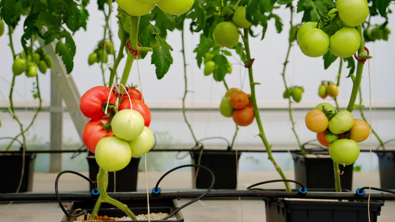 Close up of tomatoes growing in a greenhouse