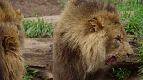 lion brother licking his lips slow motion