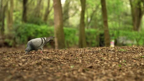 a pigeon is walking in the forest