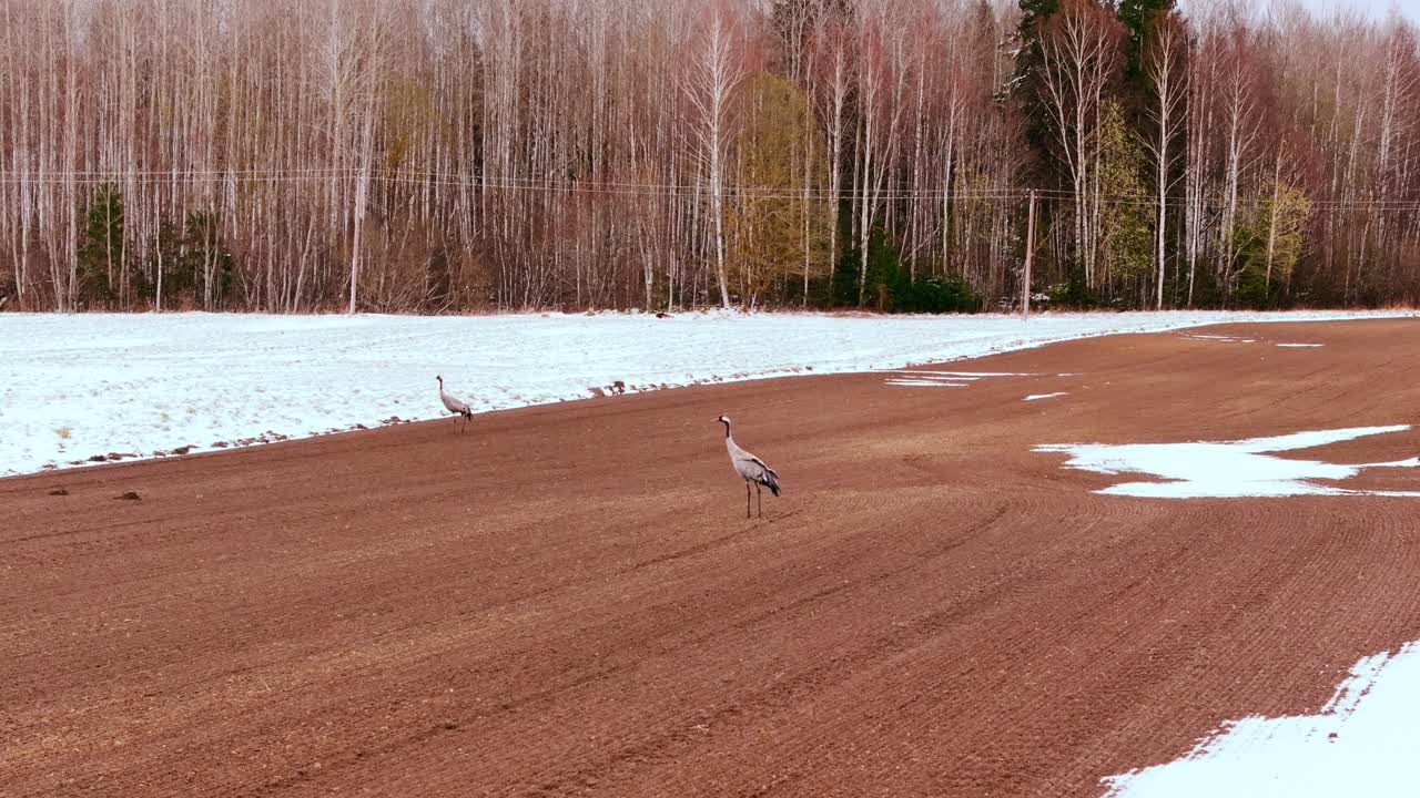 Two cranes explore thawing Latvian field between snow patches, bare forest trees