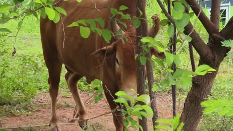 vaca marrón en un campo