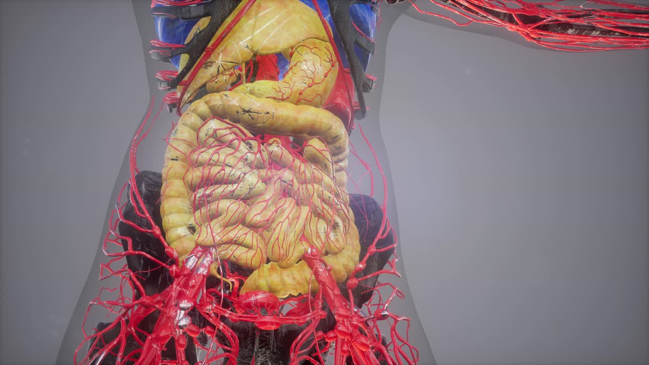 Anatomy Tomography Scan of Human Body