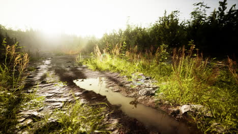 countryside road in summer morning