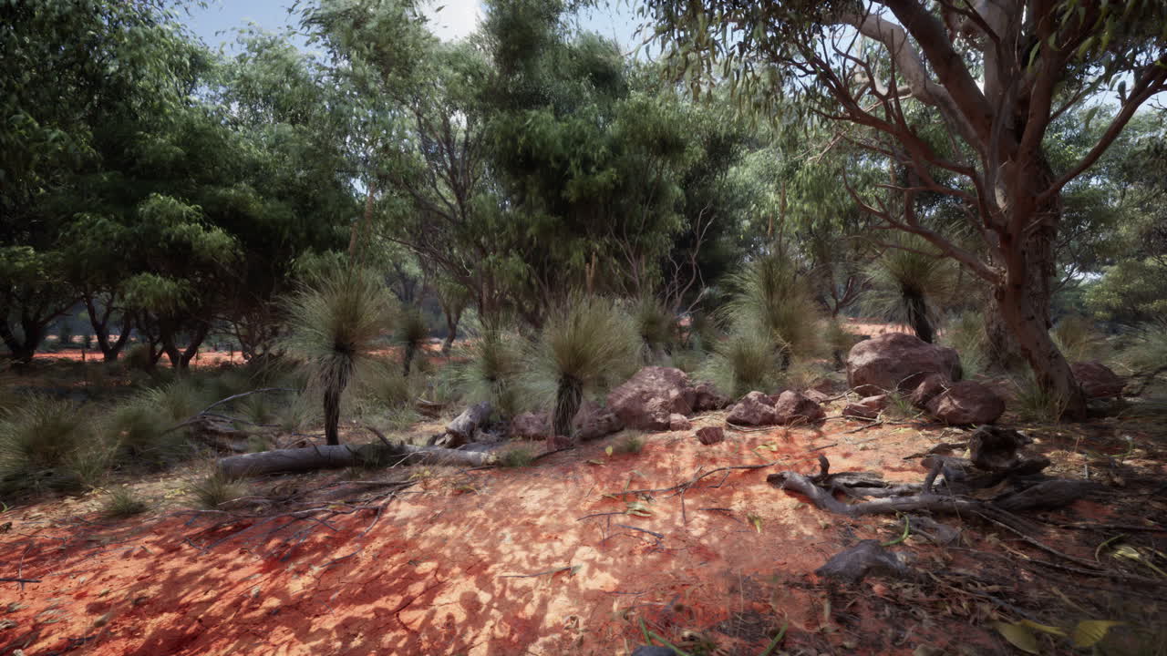 En fredfyldt udsigt over den australske bush med rød jord og høje eukalyptustræer