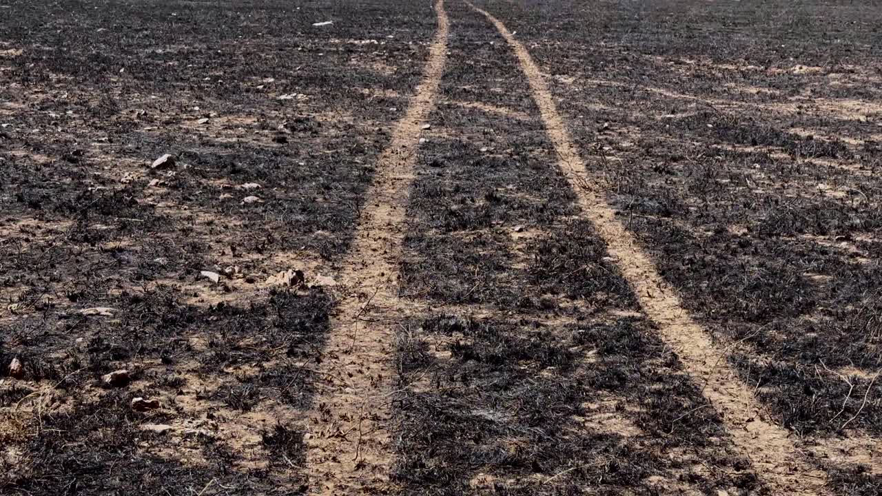 Tracce di veicoli da safari in una prateria bruciata il giorno dopo un incendio nel Parco nazionale del Serengeti, Tanzania