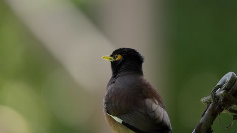 pájaro descansando viendo myna común cerrar victoria australia