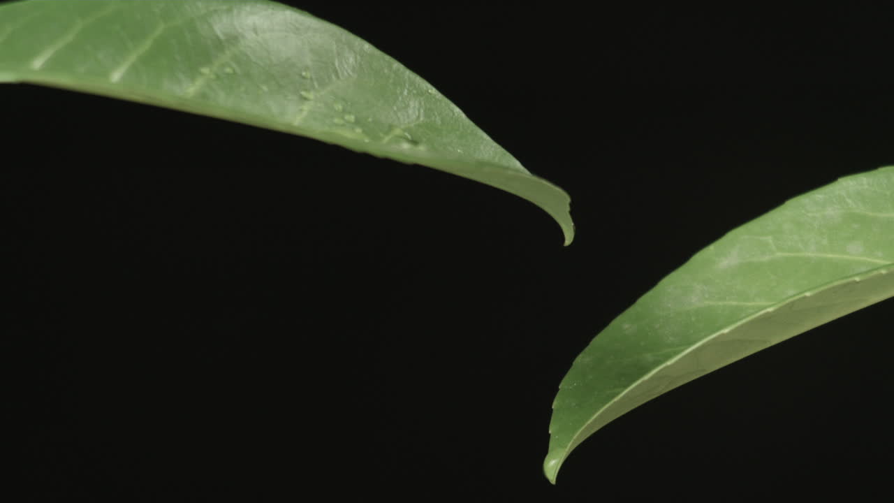 gotas de lluvia caen sobre las hojas, tiro macro