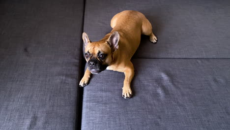 adorable and cute french bulldog playing on the mattress