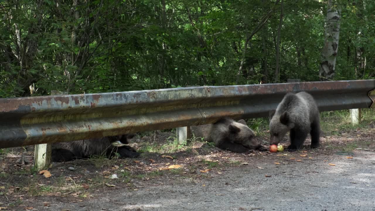 adorables cachorros de oso y madre subiendo a la barrera de la carretera para llegar a las manzanas