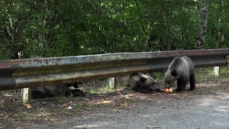 Adorables-Oseznos-Y-Madre-Trepando-La-Barrera-De-La-Carretera-Para-Alcanzar-Las-Manzanas