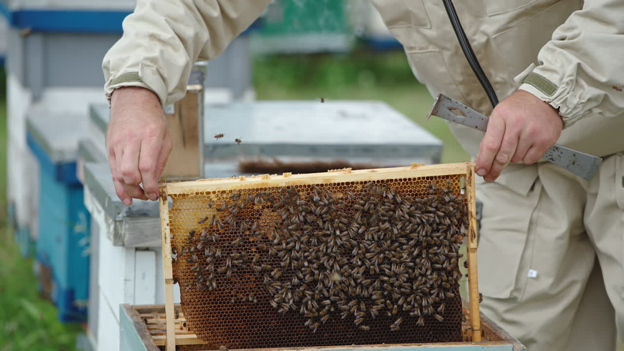 Un apicoltore tiene in mano un telaino con le api e lo esamina. Dopo un controllo, l'apicoltore rimette il telaino nell'arnia