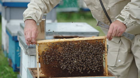 man apiarist holding a frame with bees in hands and examines it. after a check-up apiarist puts a frame back into the hive.