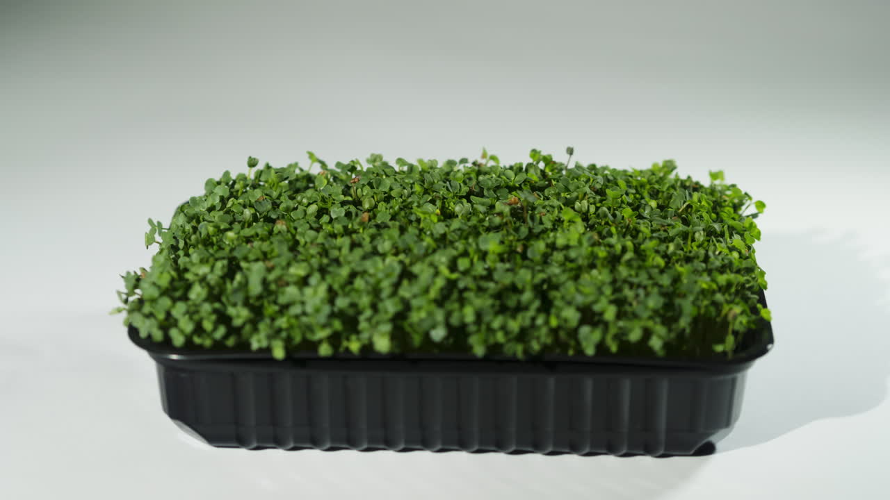 마이크로그린은 시간 경과에 따라 성장합니다.