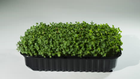 Microgreen-grows-in-timelapse