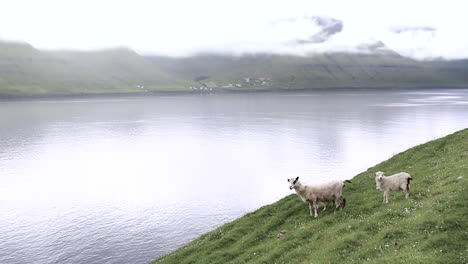 a mother ewe with her lambs on the edge of a mountain in the faroe islands on a cold misty day