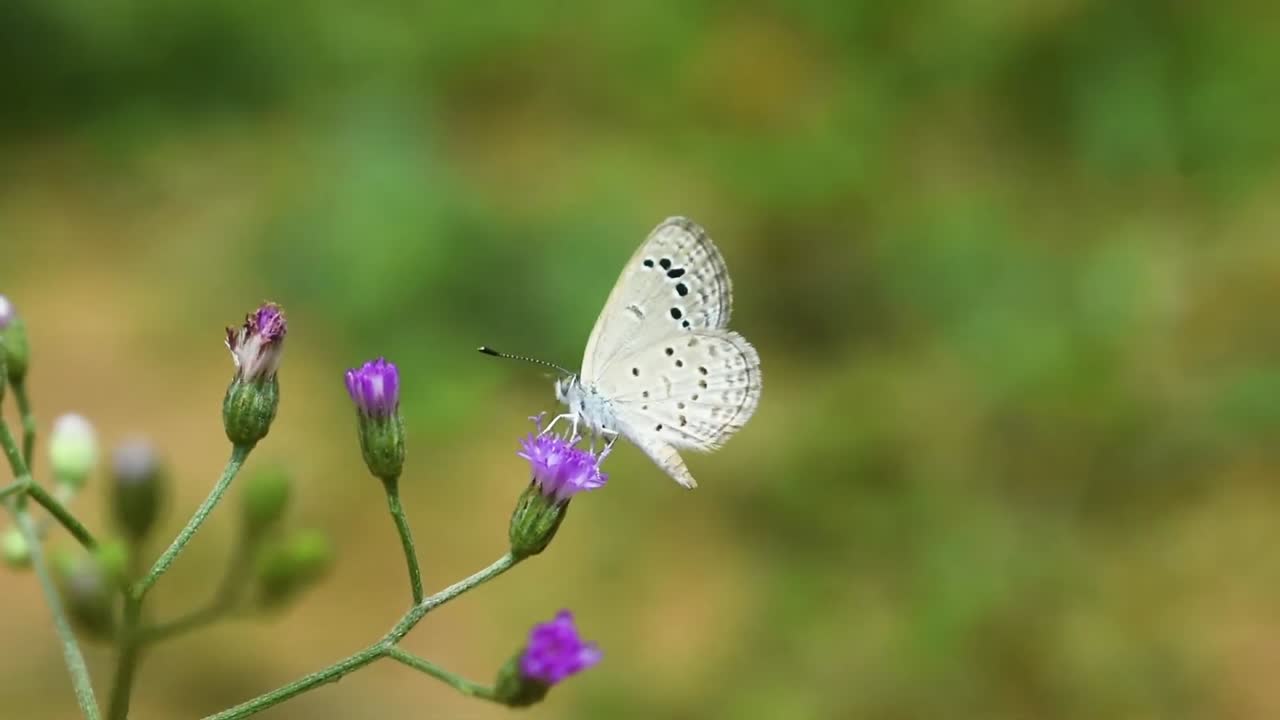 Farfalla bianca e nera sul fiore viola.