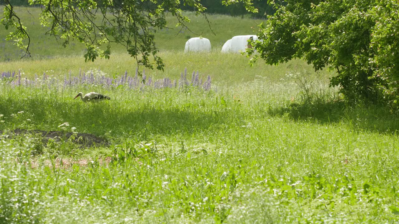 Ein Weißstorch schreitet über eine üppige Wiese mit Heuballen in der Ferne