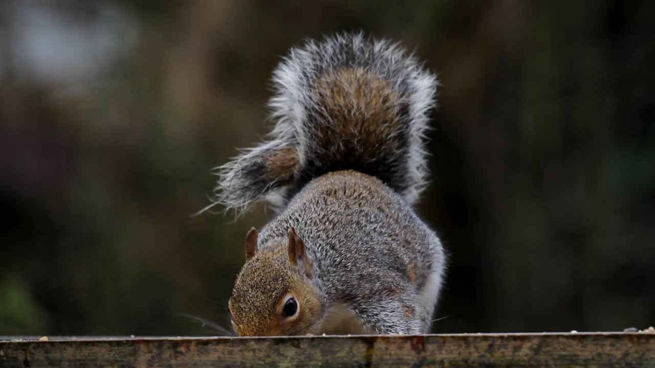 ardilla gris, sciurus carolinensis, alimentación. reino unido