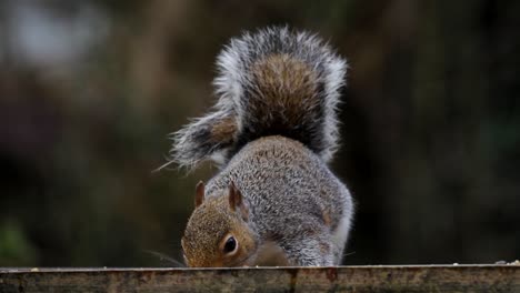 Grey-Squirrel,-Sciurus-carolinensis,-feeding.-UK