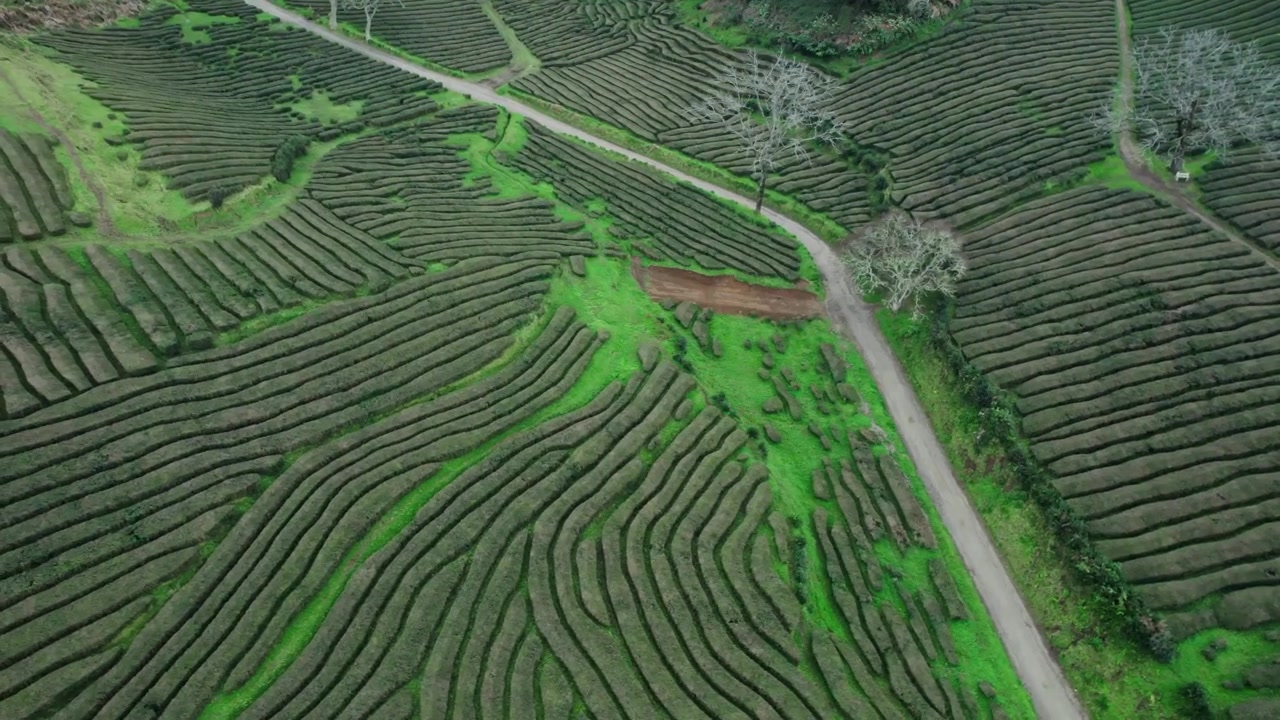 Veduta aerea di lussureggianti piantagioni di tè verdi