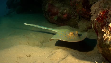 Blue-spotted-ray-swimming-over-tropical-coral-reef-in-the-red-sea