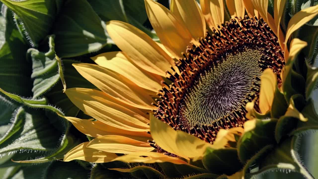 Close-up video of a sunflower from a low angle, highlighting vibrant petals and intricate details